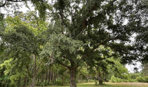 Photo #13 of 2680 Green Sea Rd., Green Sea, SC 112.0 acres