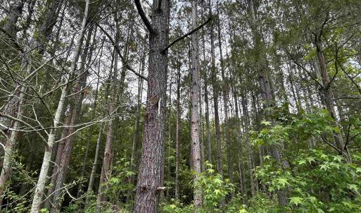 Photo #12 of 2680 Green Sea Rd., Green Sea, SC 112.0 acres