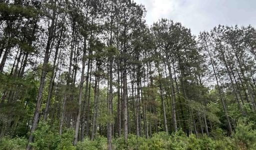 Photo #8 of 2680 Green Sea Rd., Green Sea, SC 112.0 acres