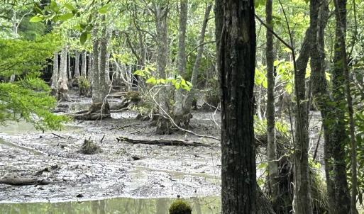 Photo #10 of 2680 Green Sea Rd., Green Sea, SC 112.0 acres