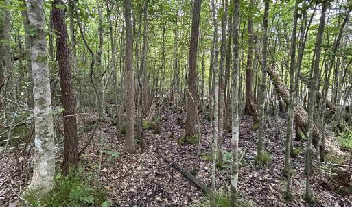 Photo #9 of 2680 Green Sea Rd., Green Sea, SC 112.0 acres
