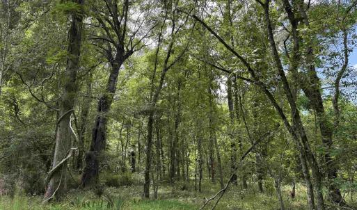 Photo #4 of 17.8 Acres-5871 Pennyroyal Rd., Georgetown, SC 17.8 acres