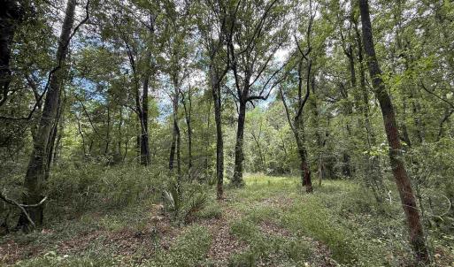 Photo #3 of 17.8 Acres-5871 Pennyroyal Rd., Georgetown, SC 17.8 acres