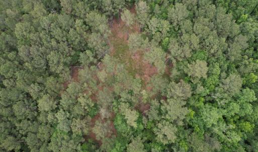 Photo #10 of 17.8 Acres-5871 Pennyroyal Rd., Georgetown, SC 17.8 acres