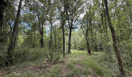 Photo #3 of 17.8 Acres-5871 Pennyroyal Rd., Georgetown, SC 17.8 acres