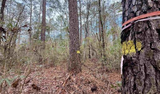 Photo #20 of Tract B - TBD Pennyroyal Rd., Georgetown, SC 5.5 acres