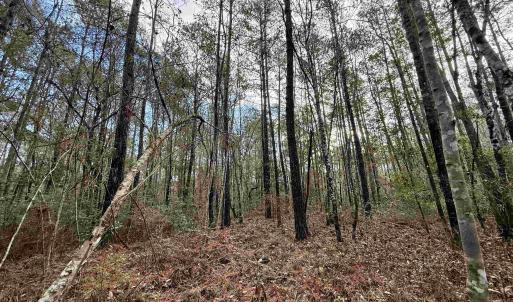 Photo #21 of Tract B - TBD Pennyroyal Rd., Georgetown, SC 5.5 acres