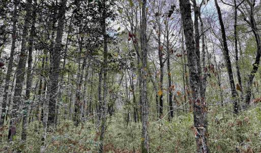 Photo #19 of Tract B - TBD Pennyroyal Rd., Georgetown, SC 5.5 acres