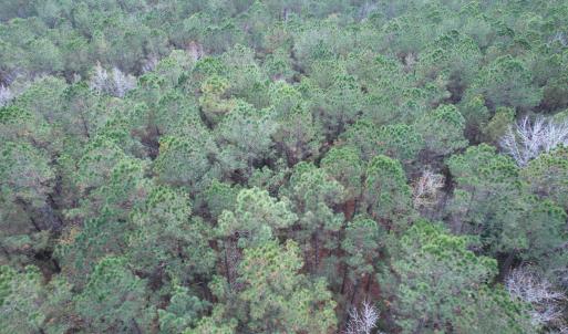 Photo #16 of Tract B - TBD Pennyroyal Rd., Georgetown, SC 5.5 acres