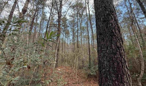 Photo #22 of Tract B - TBD Pennyroyal Rd., Georgetown, SC 5.5 acres
