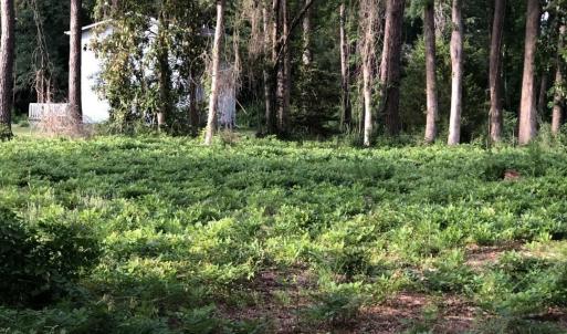 Photo #3 of TBD Horseshoe Circle, Conway, SC 0.6 acres