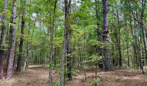 Photo #15 of 18 Acres - TBD Driffin Ln, Salters, SC 18.0 acres