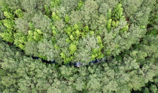 Photo #9 of 18 Acres - TBD Driffin Ln, Salters, SC 18.0 acres