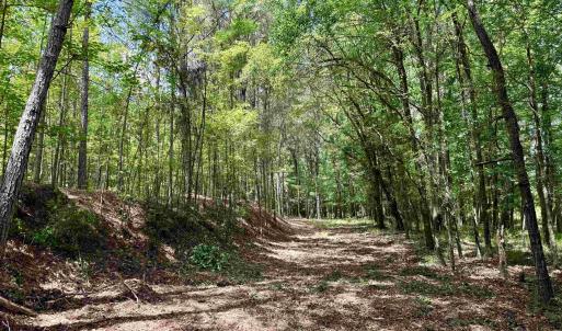 Photo #12 of 18 Acres - TBD Driffin Ln, Salters, SC 18.0 acres
