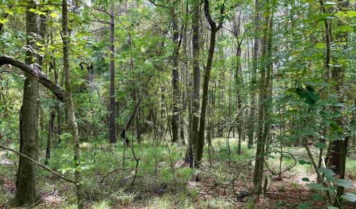 Photo #17 of 18 Acres - TBD Driffin Ln, Salters, SC 18.0 acres