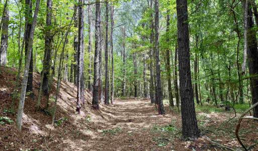 Photo #16 of 18 Acres - TBD Driffin Ln, Salters, SC 18.0 acres