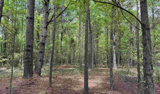 Photo #18 of 18 Acres - TBD Driffin Ln, Salters, SC 18.0 acres