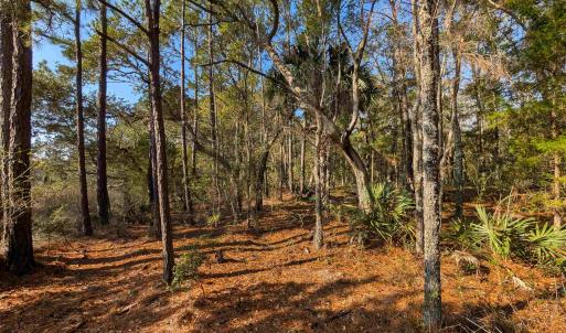 Photo #5 of 3799 Highway 17, McClellanville, SC 14.5 acres
