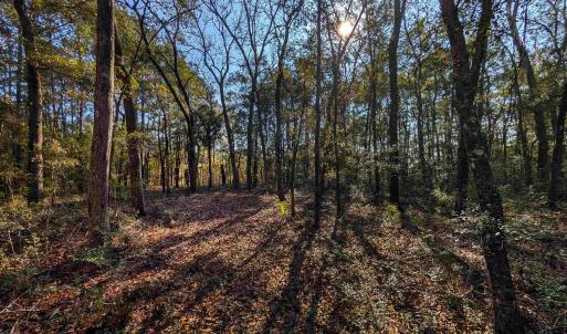 Photo #6 of 3799 Highway 17, McClellanville, SC 14.5 acres