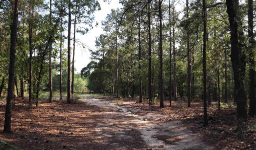 Photo #22 of 2631 Charlie Johnson Rd, Bethune, SC 12.0 acres