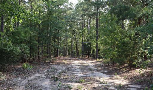 Photo #20 of 2631 Charlie Johnson Rd, Bethune, SC 12.0 acres