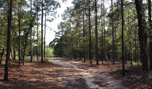 Photo #9 of 2631 Charlie Johnson Rd, Bethune, SC 12.0 acres