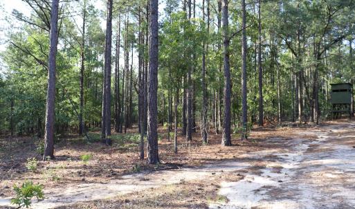 Photo #26 of 2631 Charlie Johnson Rd, Bethune, SC 12.0 acres