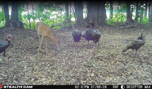 Photo #3 of TBD Aloha Dr., Marion, SC 82.0 acres
