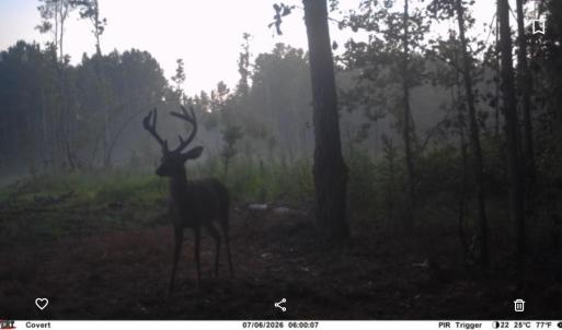 Photo #2 of TBD Aloha Dr., Marion, SC 82.0 acres