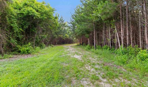 Photo #16 of 77 Acres - TBD Bert Hanna Rd., Johnsonville, SC 76.9 acres