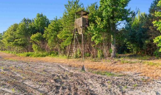 Photo #12 of 77 Acres - TBD Bert Hanna Rd., Johnsonville, SC 76.9 acres