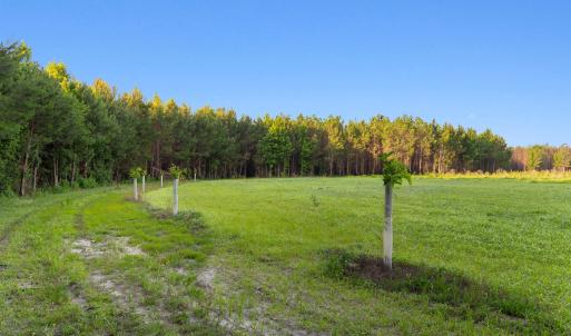 Photo #11 of 77 Acres - TBD Bert Hanna Rd., Johnsonville, SC 76.9 acres