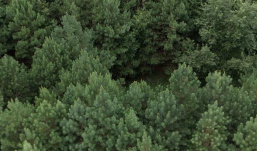 Photo #3 of 442 Pembroke Blvd., Johnsonville, SC 0.3 acres