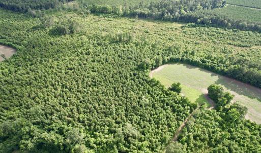 Photo #25 of 85± Acres - Muddy Creek Rd., Johnsonville, SC 85.0 acres