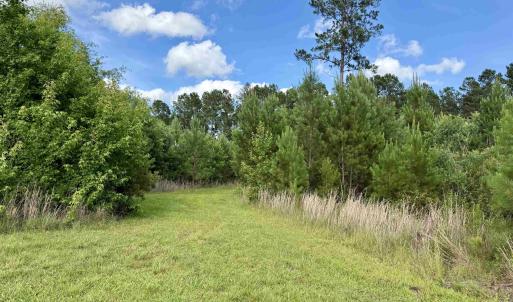 Photo #7 of 85± Acres - Muddy Creek Rd., Johnsonville, SC 85.0 acres