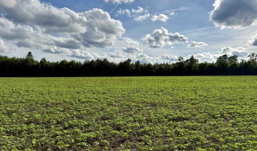 Photo #30 of 85± Acres - Muddy Creek Rd., Johnsonville, SC 85.0 acres