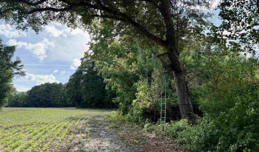 Photo #11 of 85± Acres - Muddy Creek Rd., Johnsonville, SC 85.0 acres