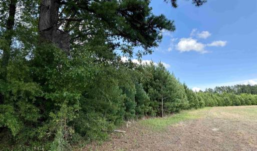 Photo #10 of 85± Acres - Muddy Creek Rd., Johnsonville, SC 85.0 acres