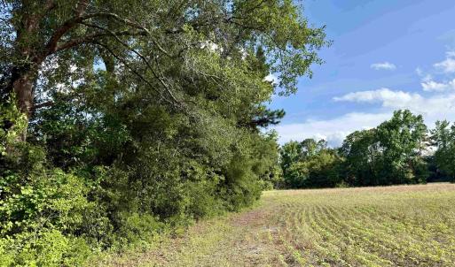 Photo #9 of 85± Acres - Muddy Creek Rd., Johnsonville, SC 85.0 acres
