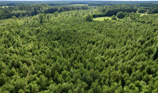 Photo #29 of 85± Acres - Muddy Creek Rd., Johnsonville, SC 85.0 acres