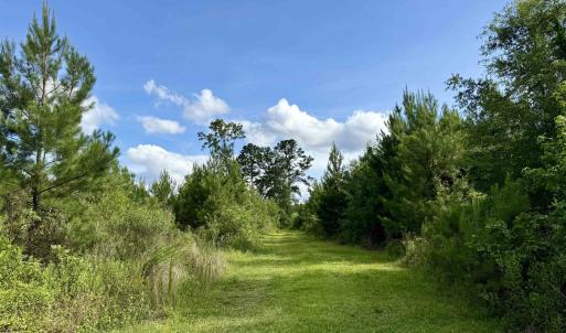 Photo #4 of 85± Acres - Muddy Creek Rd., Johnsonville, SC 85.0 acres