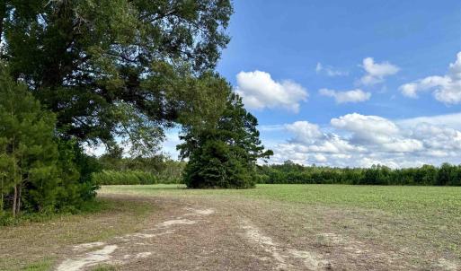 Photo #5 of 85± Acres - Muddy Creek Rd., Johnsonville, SC 85.0 acres