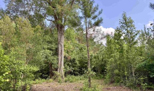 Photo #8 of 85± Acres - Muddy Creek Rd., Johnsonville, SC 85.0 acres