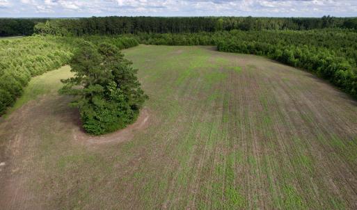 Photo #26 of 85± Acres - Muddy Creek Rd., Johnsonville, SC 85.0 acres