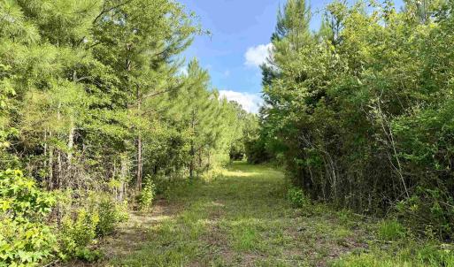 Photo #6 of 85± Acres - Muddy Creek Rd., Johnsonville, SC 85.0 acres