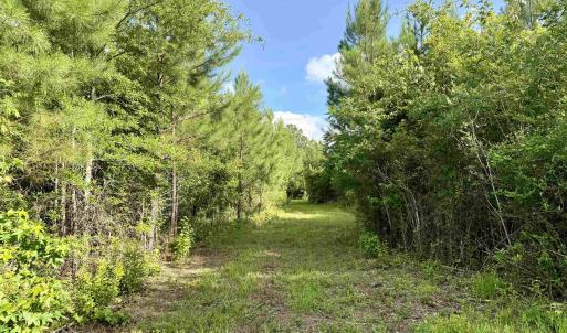 Photo #5 of 85± Acres - Muddy Creek Rd., Johnsonville, SC 85.0 acres
