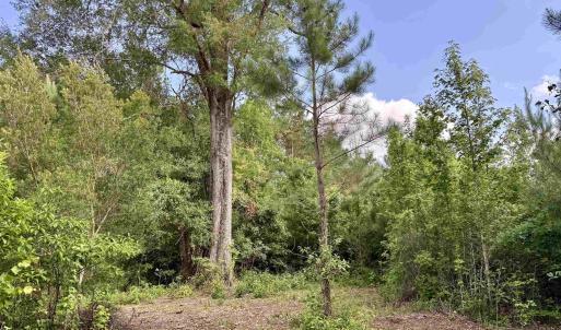 Photo #7 of 85± Acres - Muddy Creek Rd., Johnsonville, SC 85.0 acres