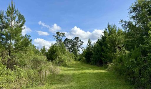 Photo #3 of 85± Acres - Muddy Creek Rd., Johnsonville, SC 85.0 acres