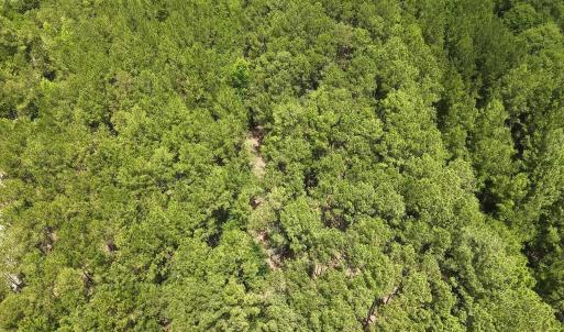 Photo #15 of 3435 Highway 430, Nichols, SC 3.1 acres