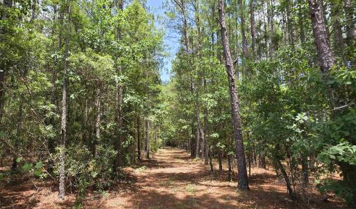 Photo #14 of 3435 Highway 430, Nichols, SC 3.1 acres